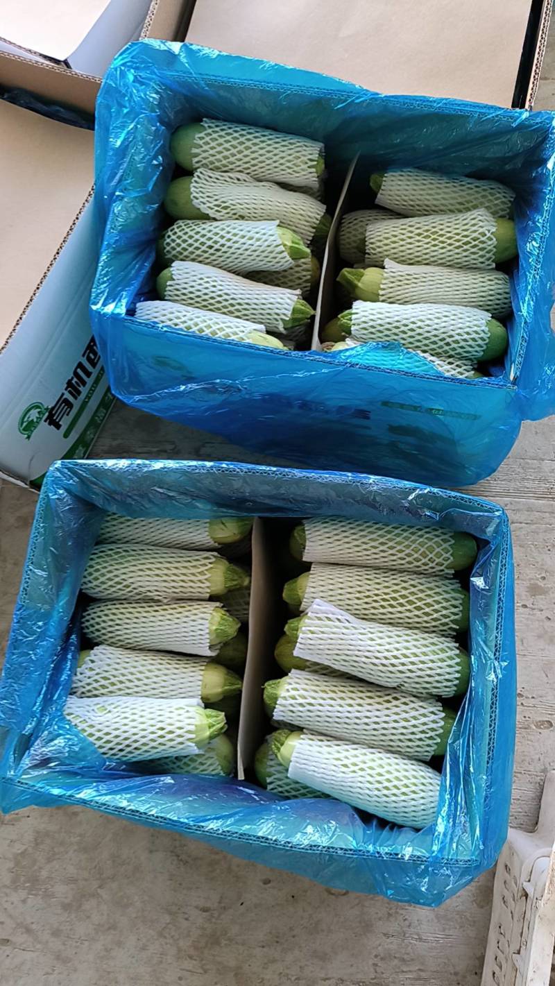 山西西葫芦方山绿皮葫芦诚信经营协助找车欢迎前来电采购