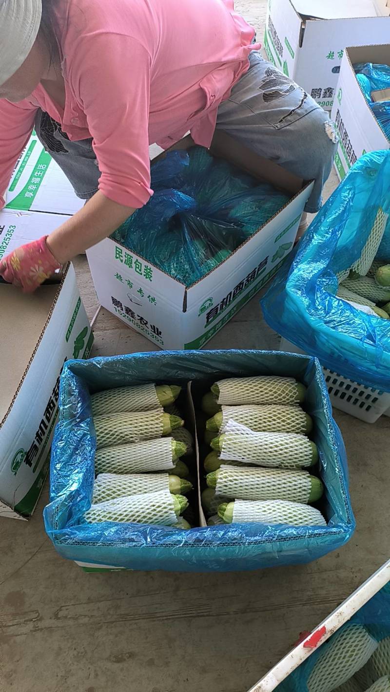山西西葫芦方山绿皮葫芦诚信经营协助找车欢迎前来电采购