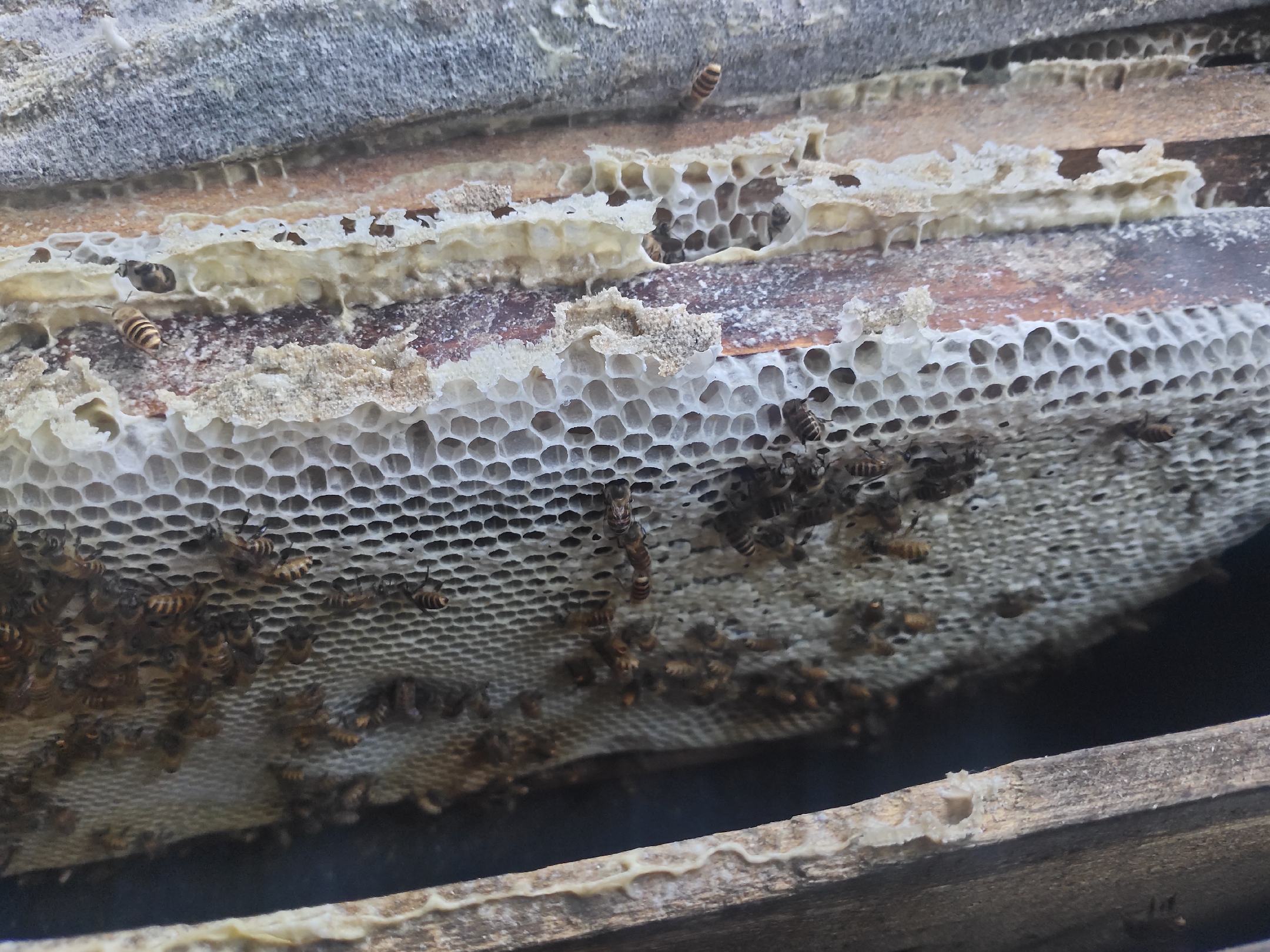 展示蜂蜡在食品、护肤品、蜡烛等领域的应用 蜂蜡在食品与护肤品中的应用