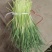 邳州蒜苔电商社区团购常年供货量大质优欢迎合作