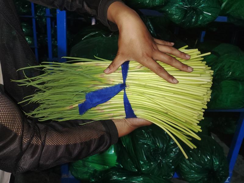 邳州蒜苔电商社区团购常年供货量大质优欢迎合作