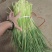 邳州蒜苔电商社区团购常年供货量大质优欢迎合作
