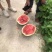 红米露天头茬瓜，皮薄，无上水无翻沙质量三包