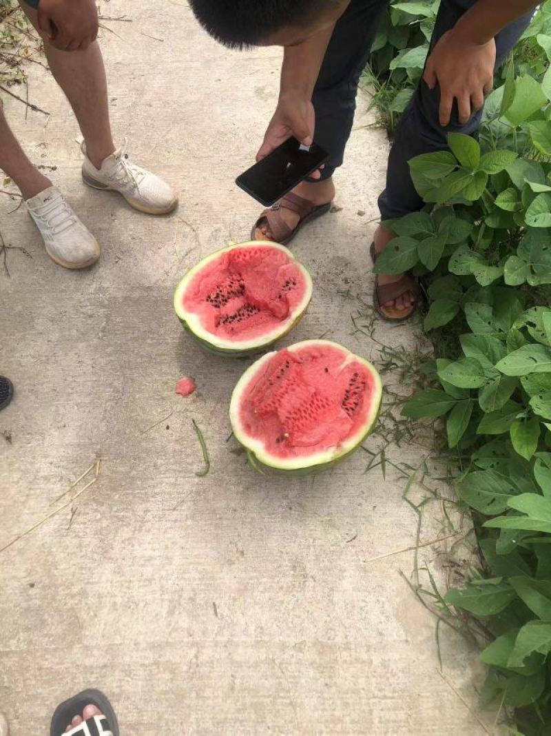 红米露天头茬瓜，皮薄，无上水无翻沙质量三包