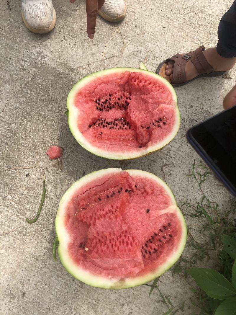 红米露天头茬瓜，皮薄，无上水无翻沙质量三包