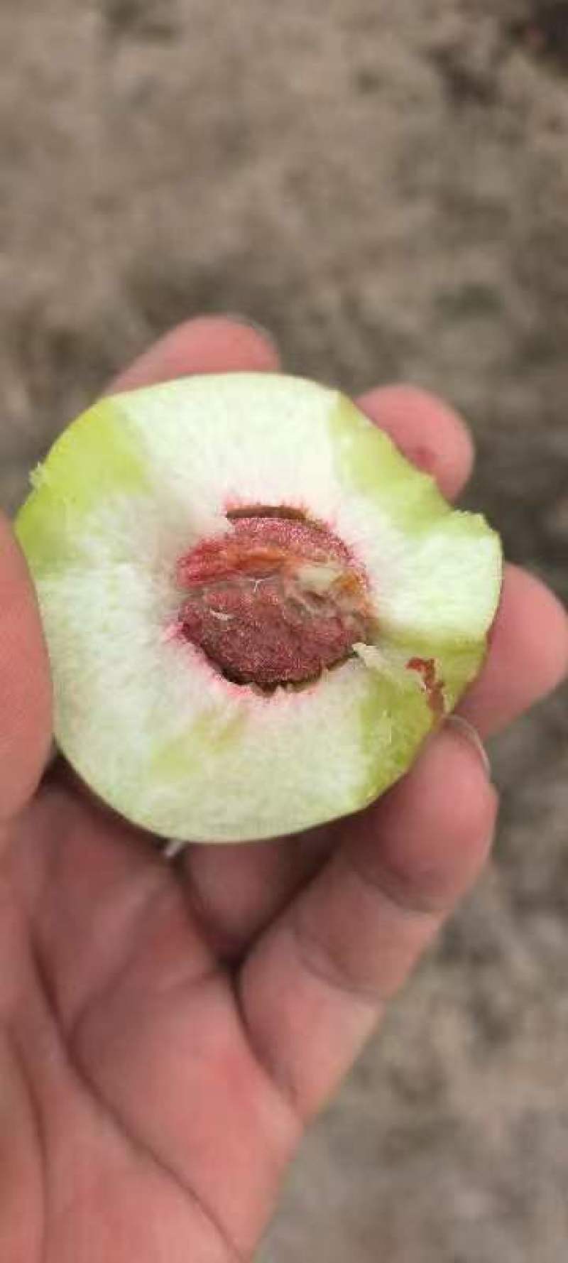 珍珠枣油桃