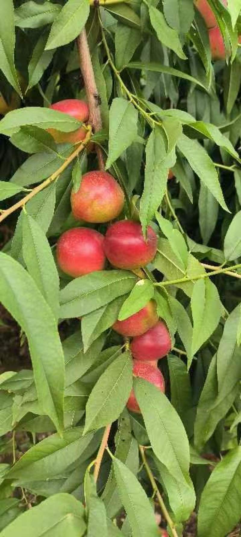 珍珠枣油桃
