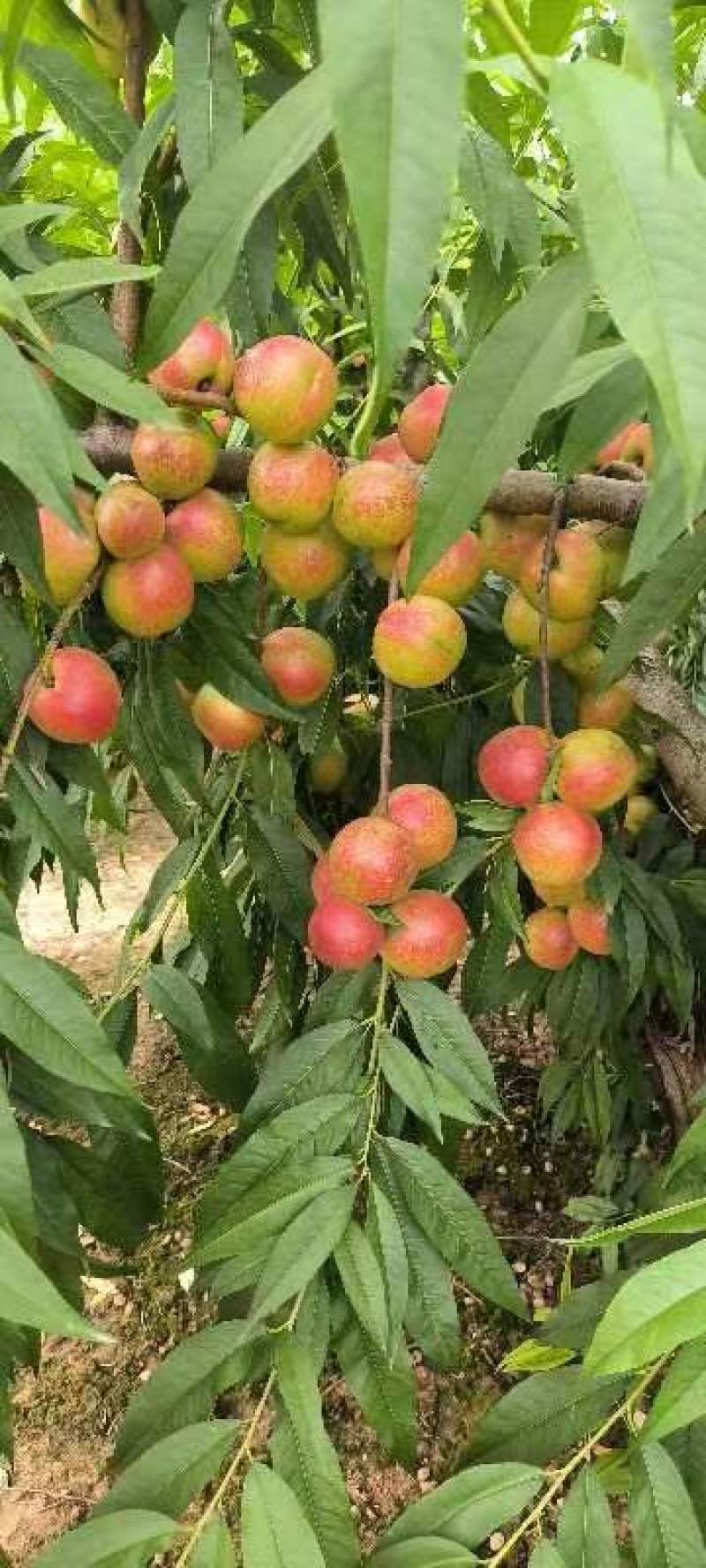 珍珠枣油桃
