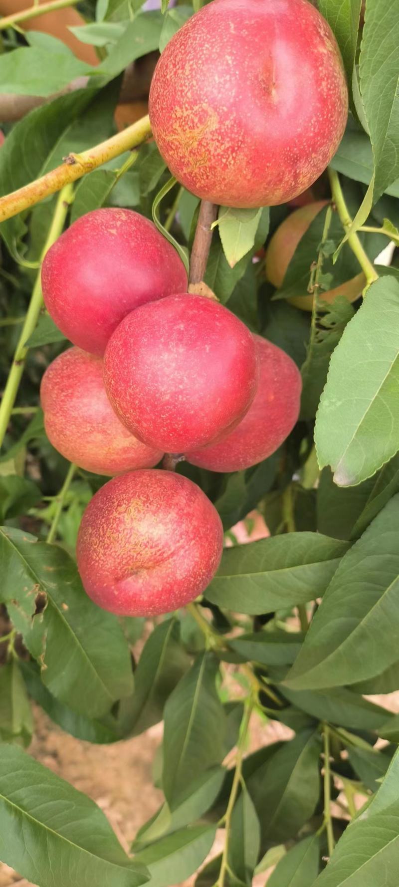 珍珠枣油桃