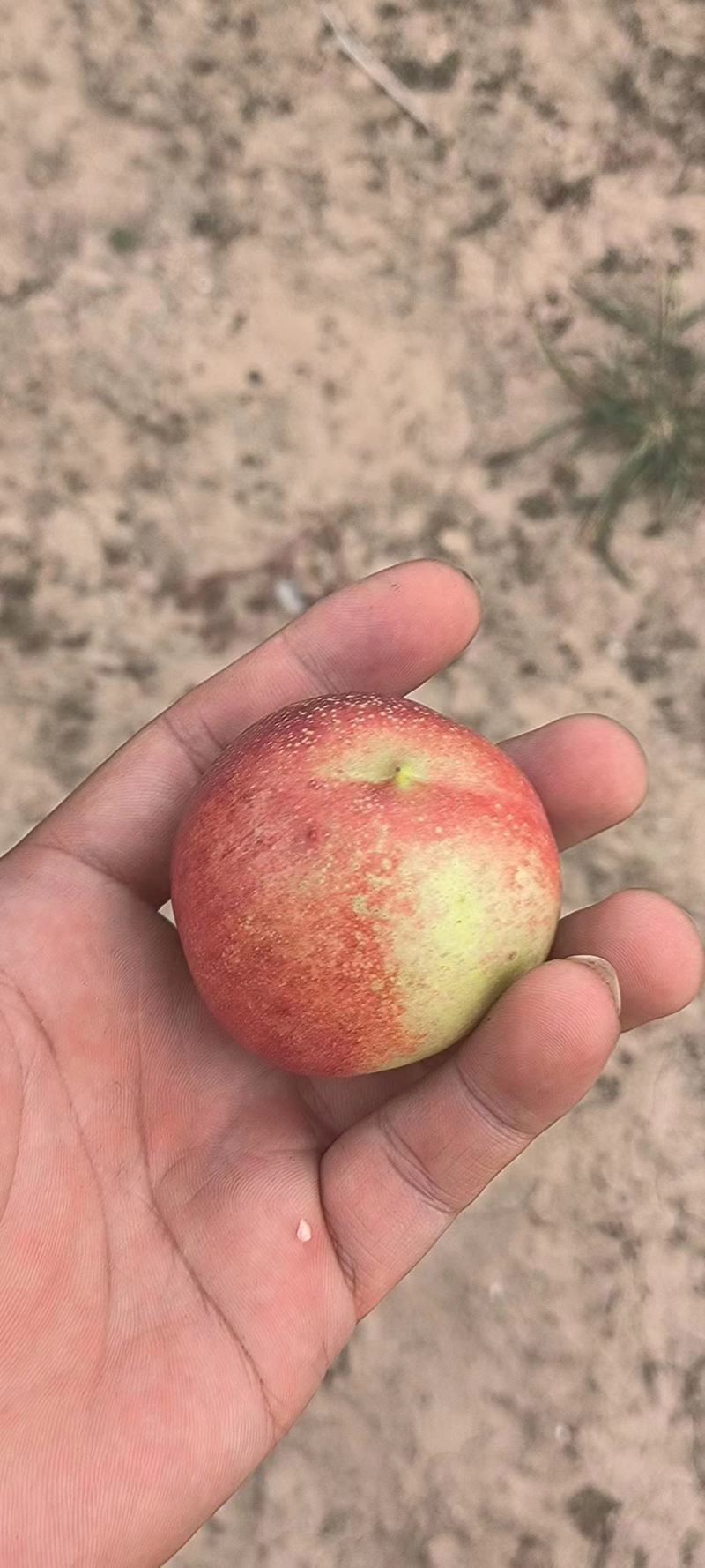珍珠枣油桃