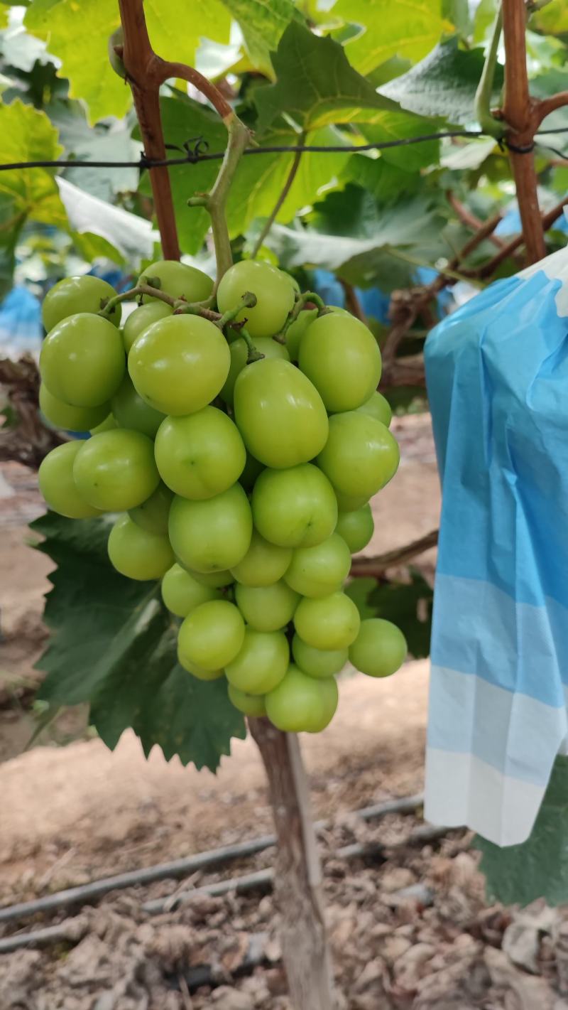 阳光玫瑰