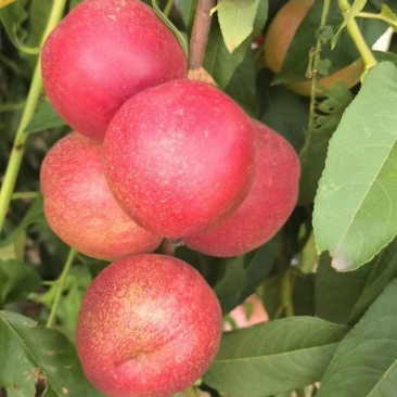 珍珠枣油桃
