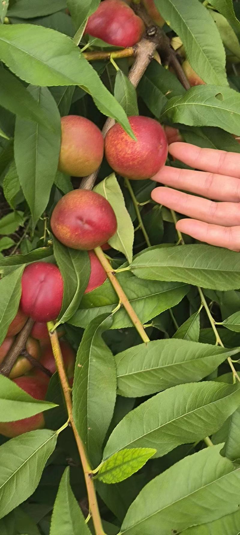 珍珠枣油桃