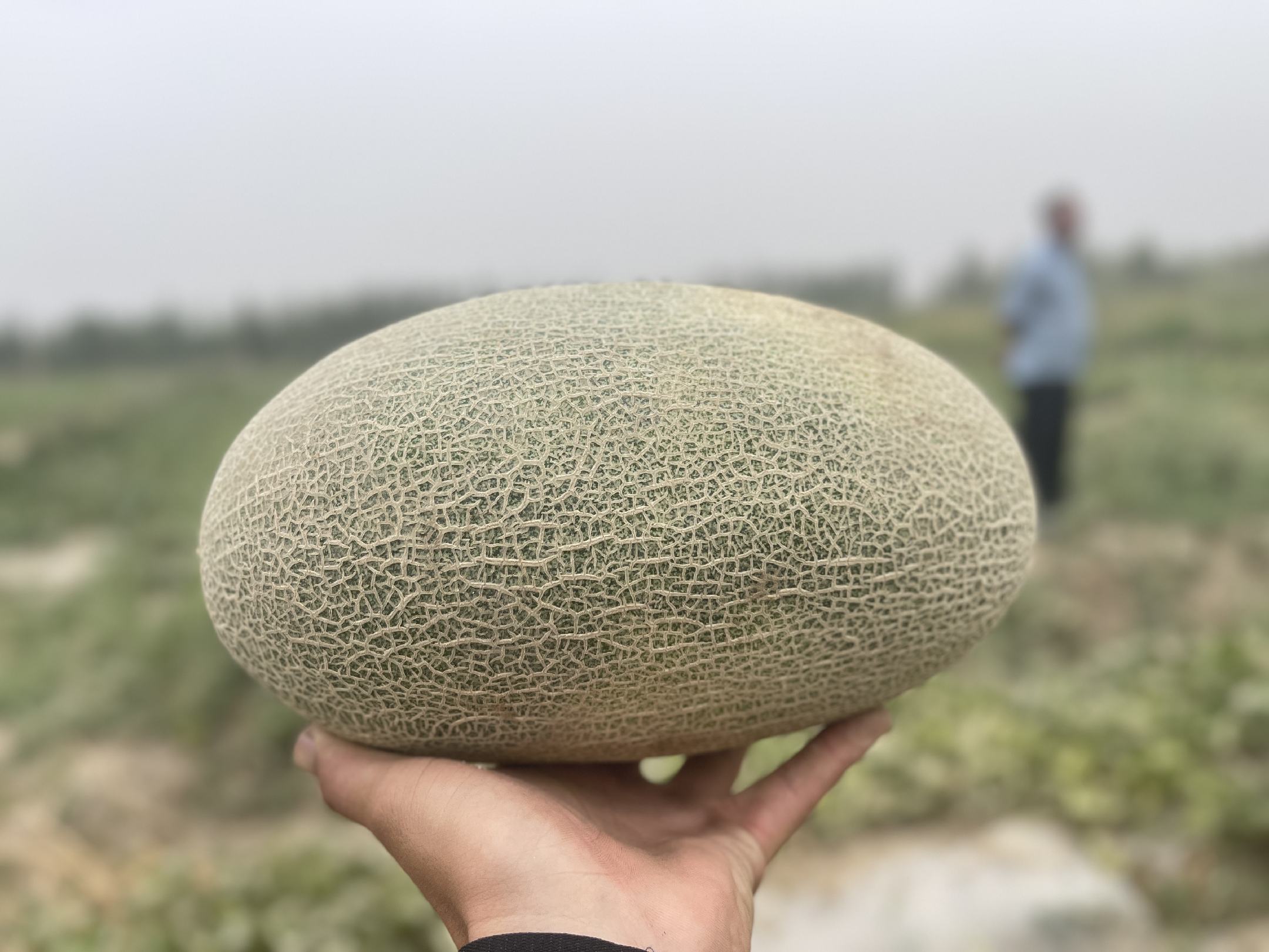 西州蜜瓜果肉特写