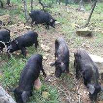 藏香猪，自有养殖基地，量大从优，科学喂养