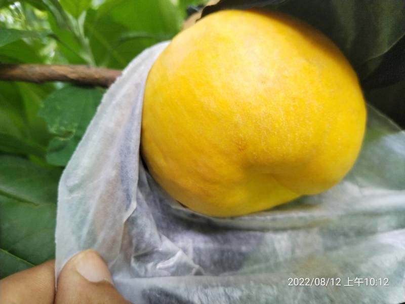 油蟠风味天后河北产地直销，一手价格，没有中间商