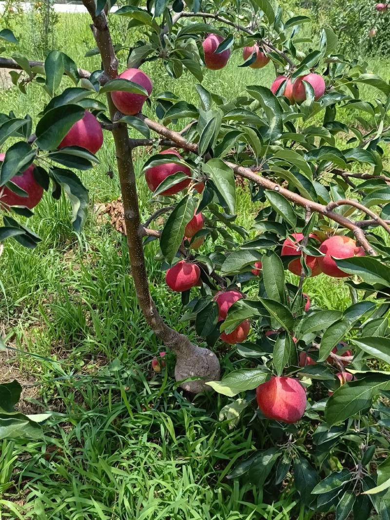 昭通冰糖心【红露苹果】