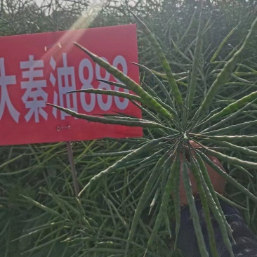 油菜种子食用油型油菜种子产量高含油量高抗病抗倒性强籽粒大