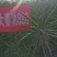 油菜种子食用油型油菜种子产量高含油量高抗病抗倒性强籽粒大