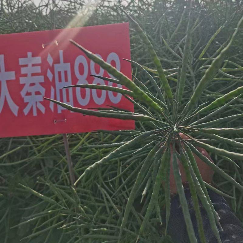 油菜种子食用油型油菜种子产量高含油量高抗病抗倒性强籽粒大