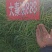 油菜种子食用油型油菜种子产量高含油量高抗病抗倒性强籽粒大