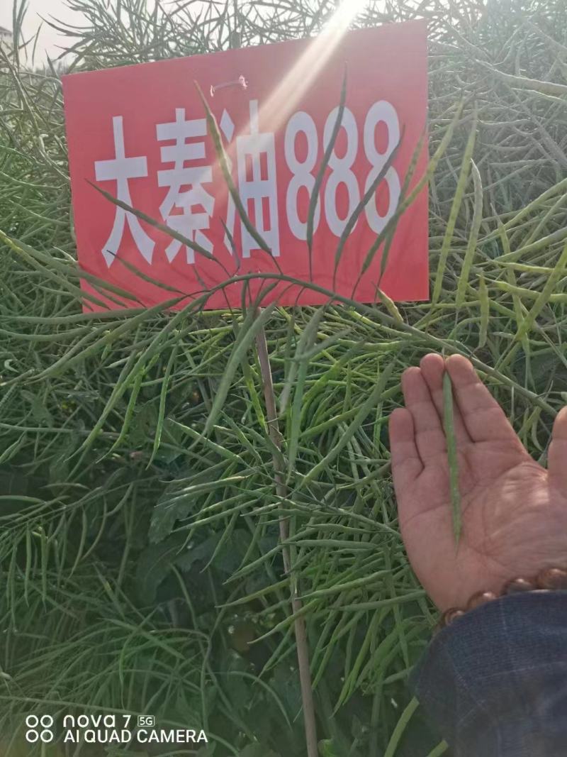 油菜种子食用油型油菜种子产量高含油量高抗病抗倒性强籽粒大