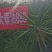 油菜种子食用油型油菜种子产量高含油量高抗病抗倒性强籽粒大
