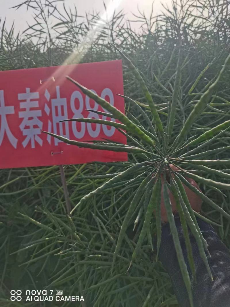 油菜种子食用油型油菜种子产量高含油量高抗病抗倒性强籽粒大