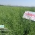 油菜种子食用油型油菜种子产量高含油量高抗病抗倒性强籽粒大