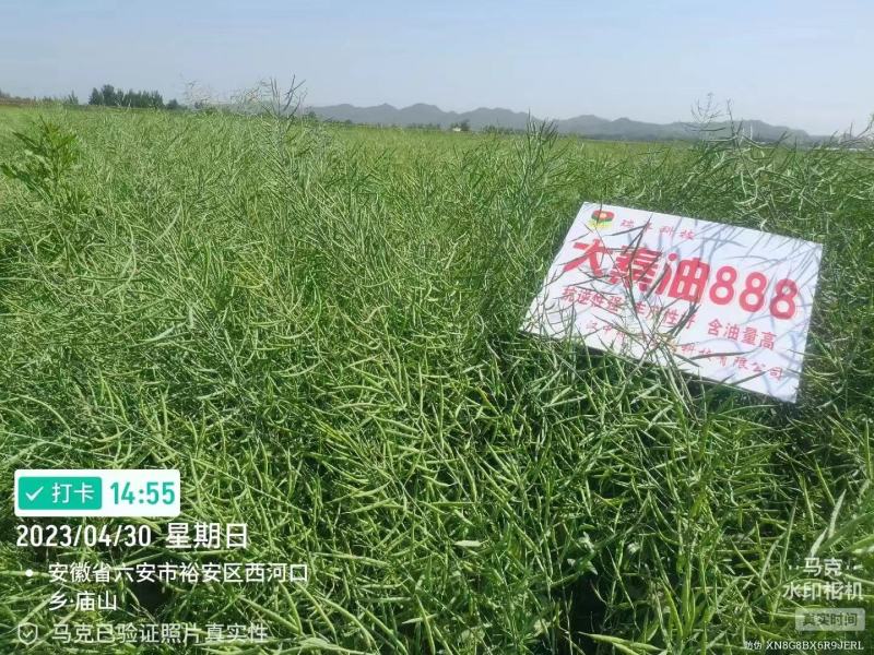 油菜种子食用油型油菜种子产量高含油量高抗病抗倒性强籽粒大