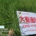 油菜种子食用油型油菜种子产量高含油量高抗病抗倒性强籽粒大
