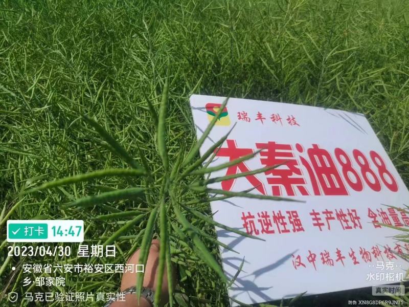 油菜种子食用油型油菜种子产量高含油量高抗病抗倒性强籽粒大