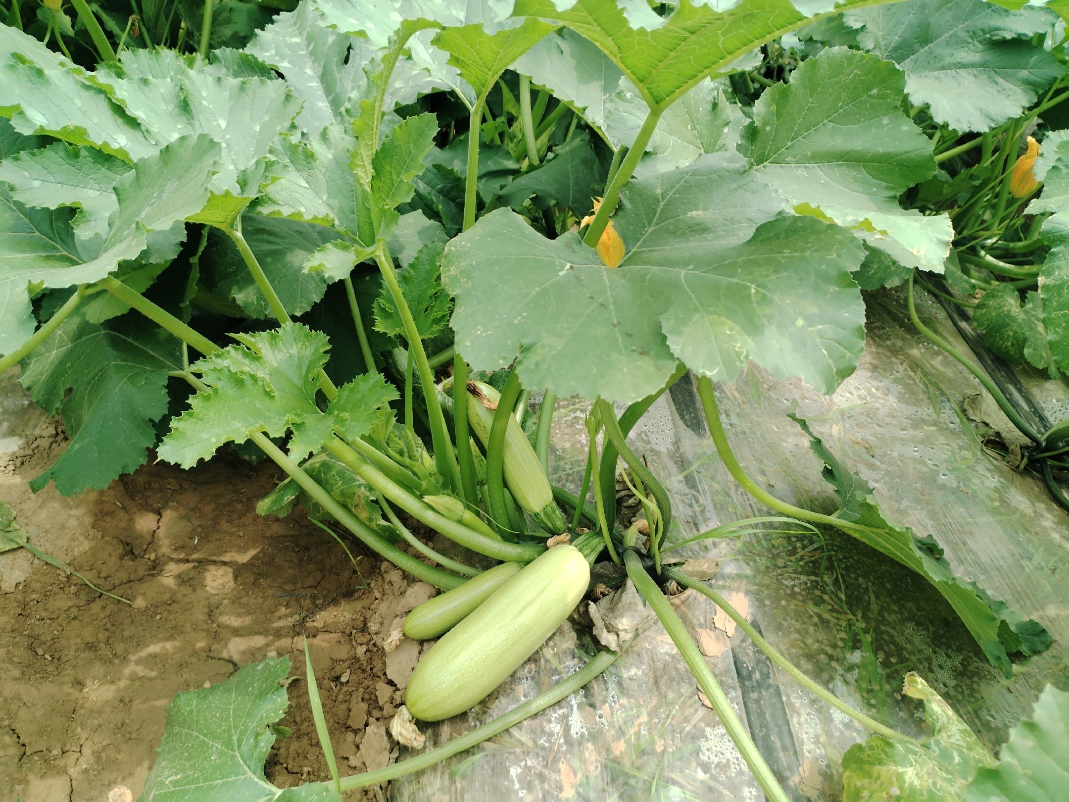 西葫芦成熟果实特写