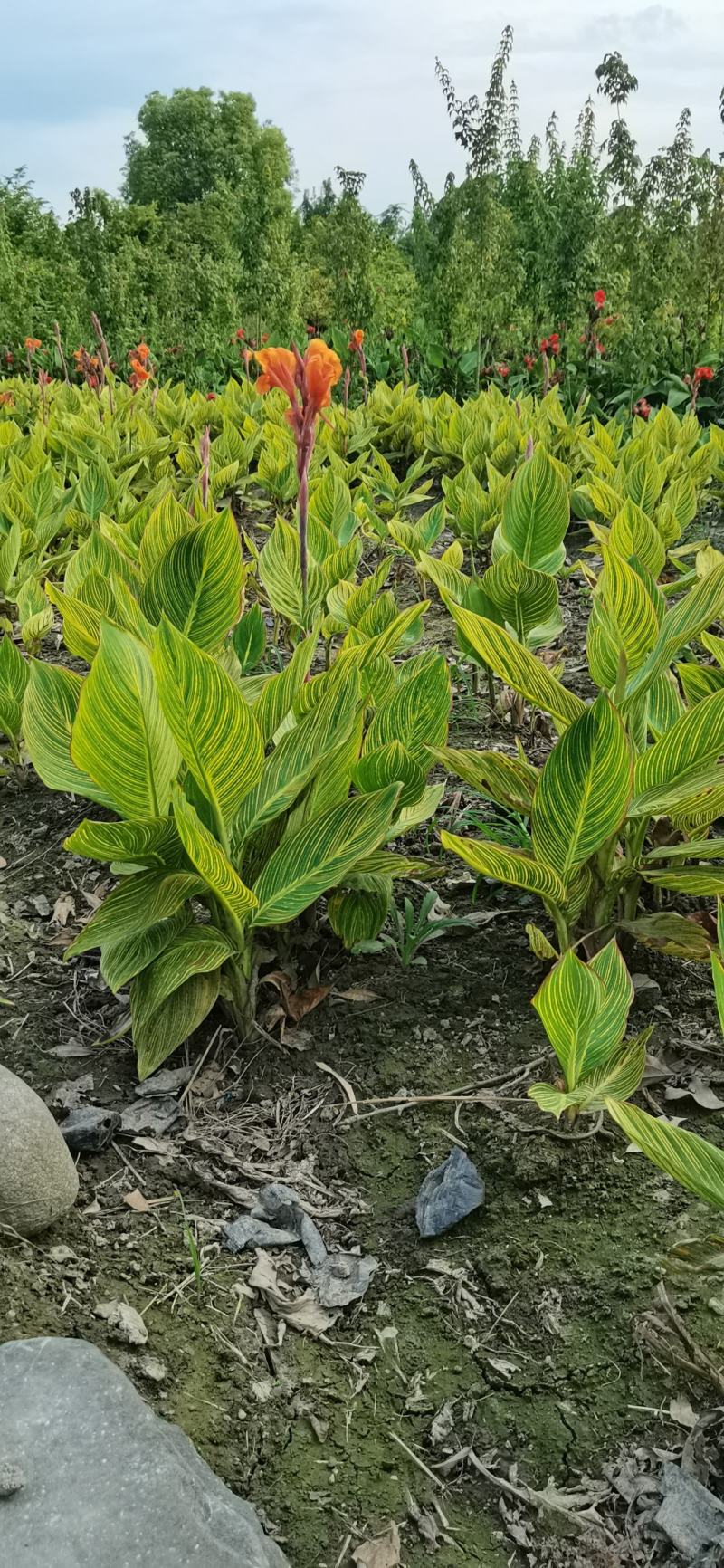 花叶美人蕉（自产自销）