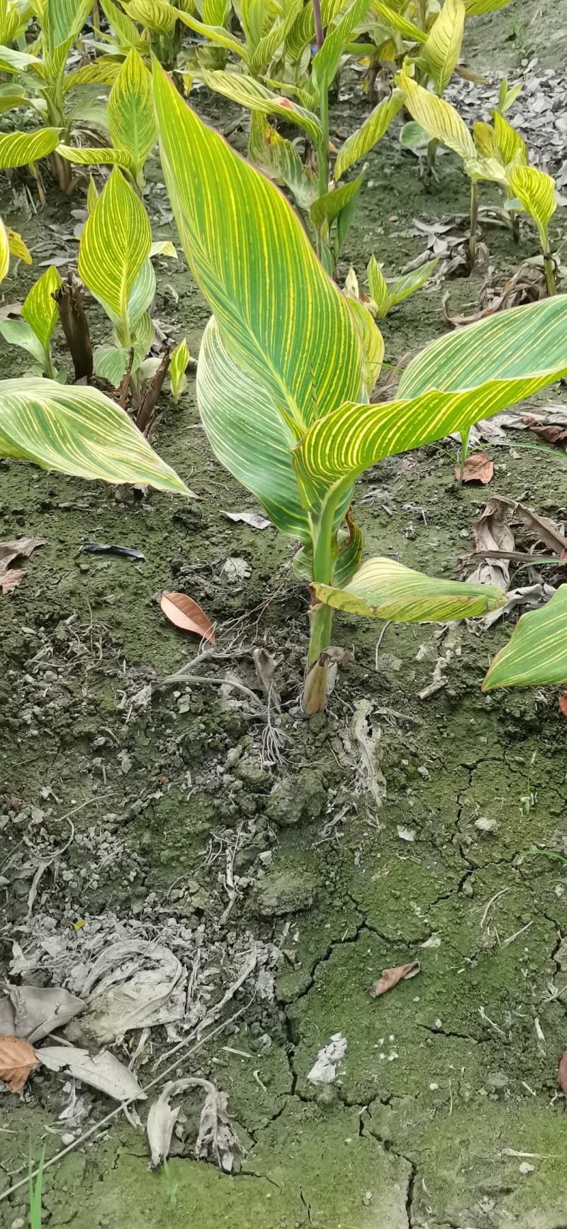 花叶美人蕉（自产自销）