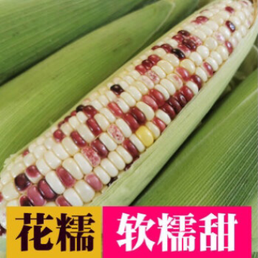 产地直发花糯玉米,大量上市,量大从优,欢迎全国客商选购