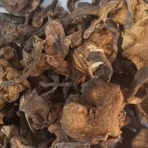 榛蘑是自然的馈赠，舌尖上的美味