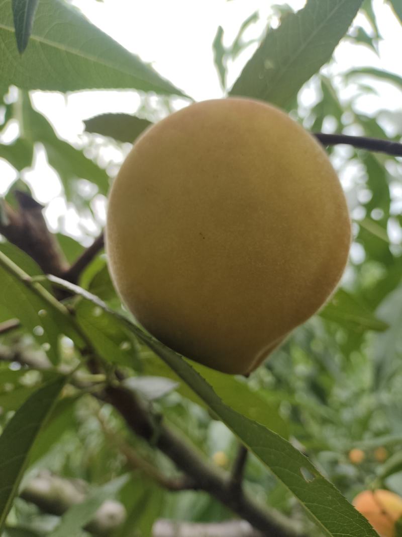 建宁锦绣黄桃，