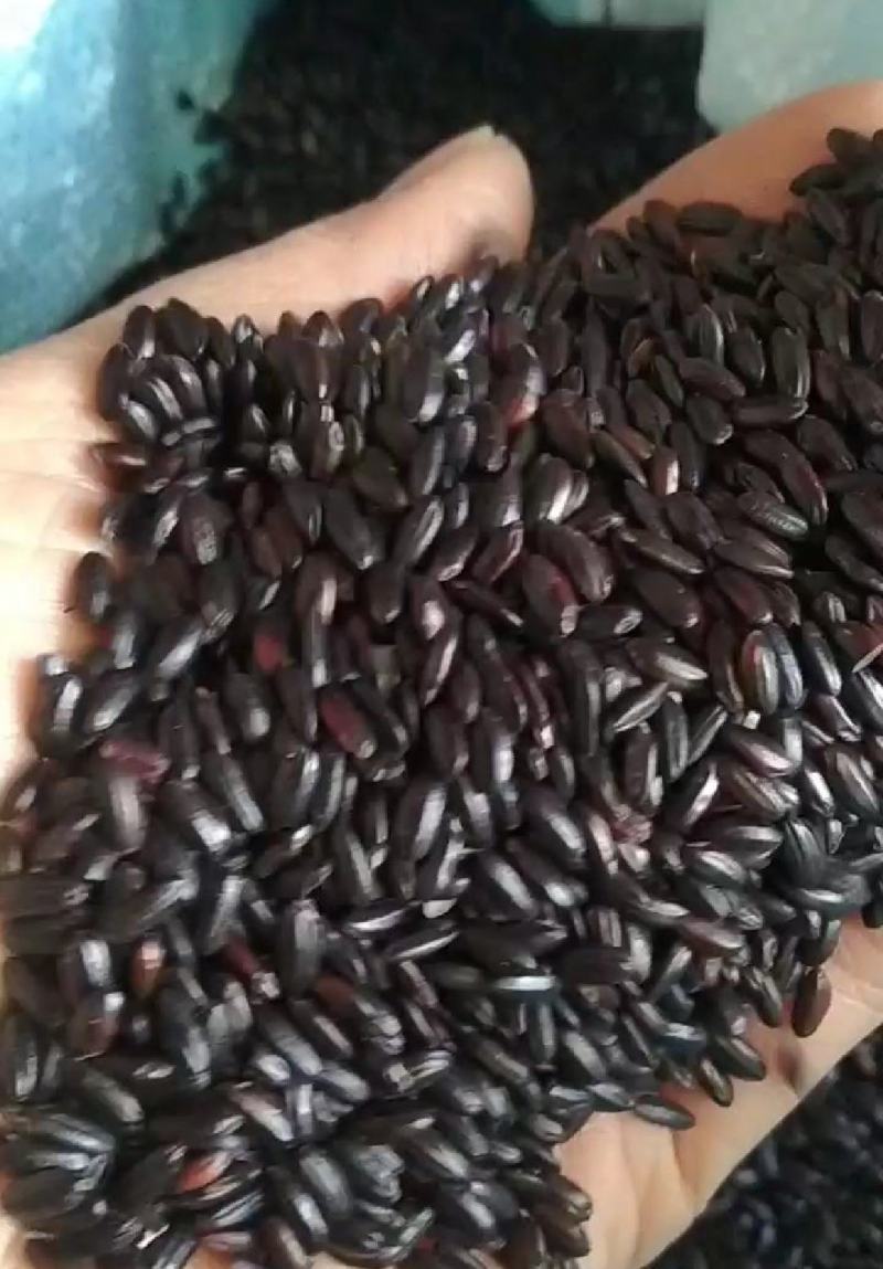 黑米面精选黑米，粒粒饱满，品质过关，欢迎老板电话联系