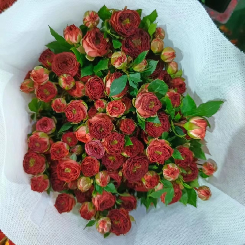 多头玫瑰鲜花花束泡泡批发配色云南昆明基地直发家用水养