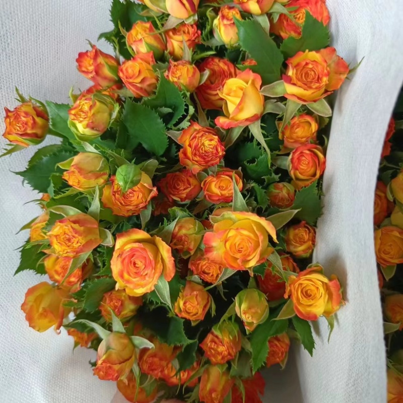 多头玫瑰鲜花花束泡泡批发配色云南昆明基地直发家用水养