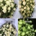 多头玫瑰鲜花花束泡泡批发配色云南昆明基地直发家用水养