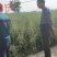 甘蓝型杂交油菜籽油菜种子中熟高产含油高抗病抗倒伏耐寒力好