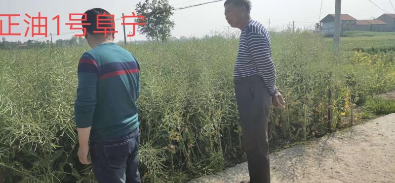 甘蓝型杂交油菜籽油菜种子中熟高产含油高抗病抗倒伏耐寒力好