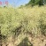 甘蓝型杂交油菜籽油菜种子中熟高产含油高抗病抗倒伏耐寒力好