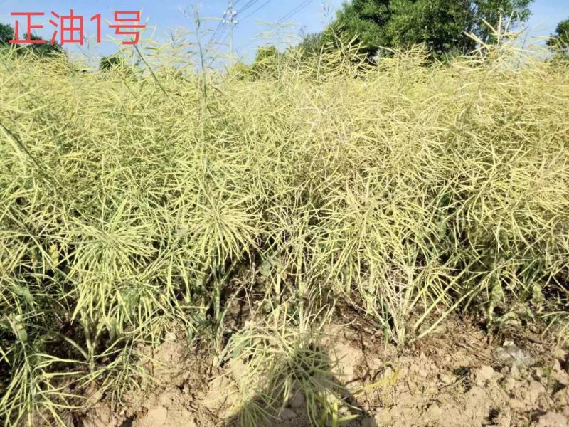 甘蓝型杂交油菜籽油菜种子中熟高产含油高抗病抗倒伏耐寒力好