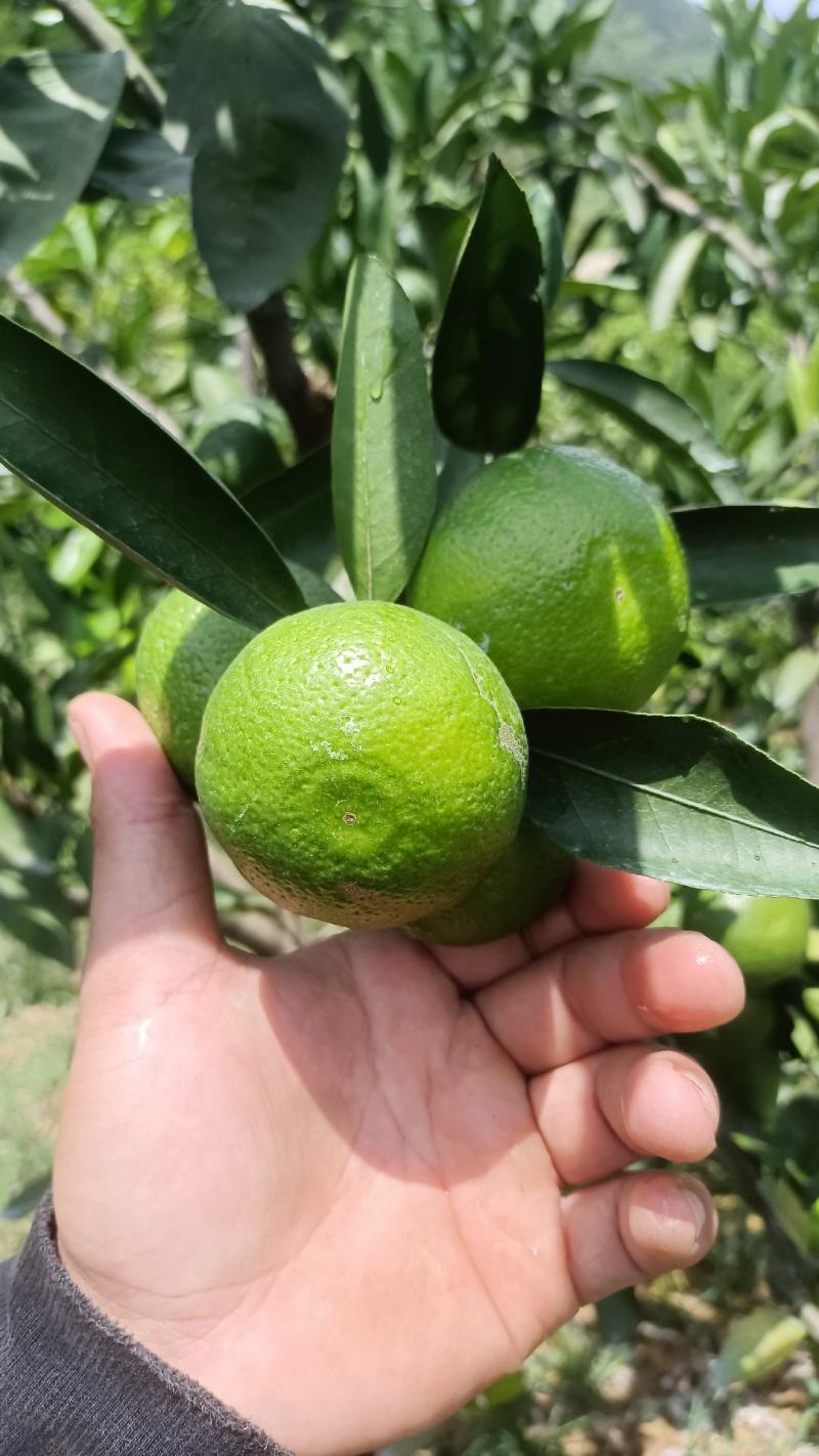 云南高原蜜橘准备大量上市