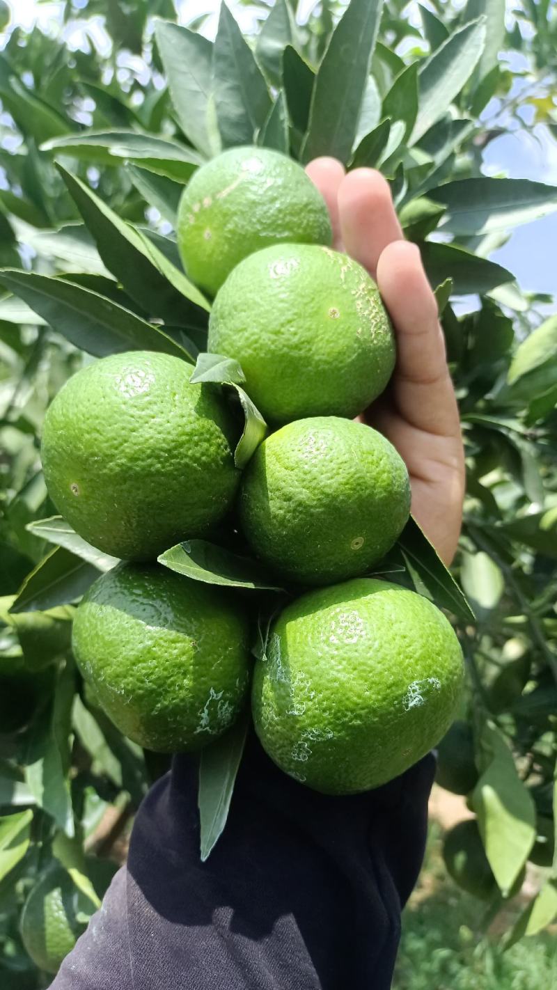 云南高原蜜橘准备大量上市