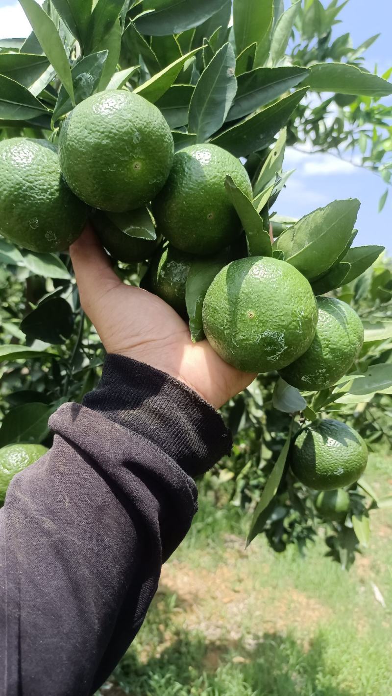 云南高原蜜橘准备大量上市