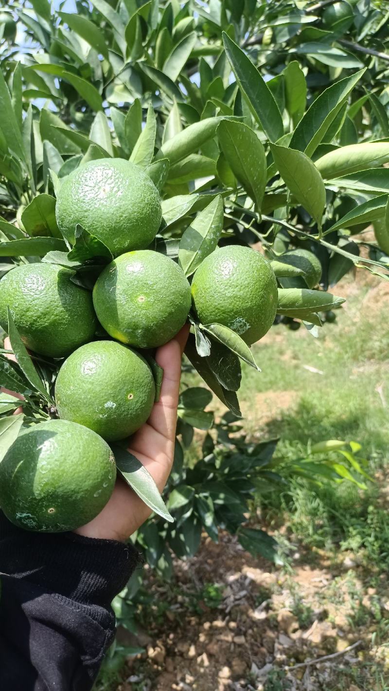 云南高原蜜橘准备大量上市
